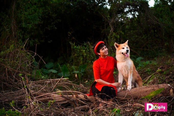 Chú chó Akita Inu đầu tiên ra khỏi biên giới Nhật Bản vào năm 1939. Gần 80 năm sau, những chú chó Akita Inu đầu tiên mới được nhập vào Việt Nam. Trong hình chị Vương Trang đang âu yếm chú chó Akita Simba của gia đình Dogily