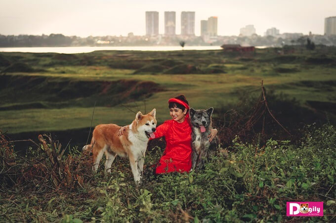 Chó Akita Inu được rất nhiều người nổi tiếng chọn làm cún cưng như Tổng thống Nga Putin, tài tử điện ảnh huyền thoại Alain Delon (Pháp). Trong ảnh: Hai chú chó Akita Inu nhà Dogily trong một khuôn hình tuyệt đẹp