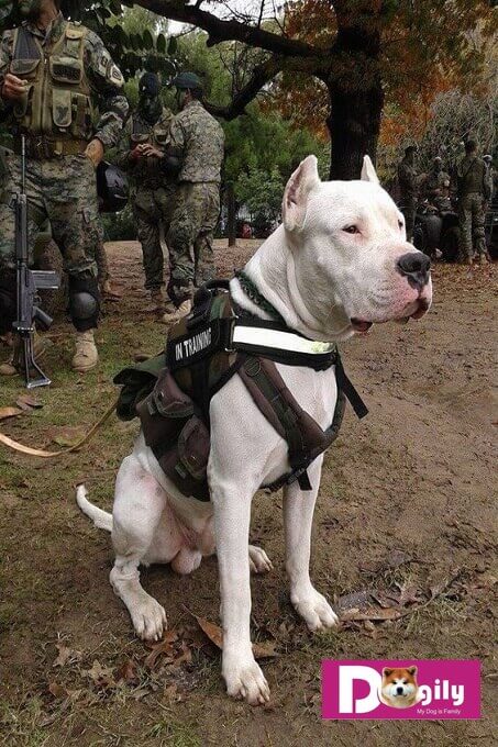 Bạn cần một kế hoạch huấn luyện chó Dogo Argentino chi tiết để trở thành người chủ chó hoàn hảo