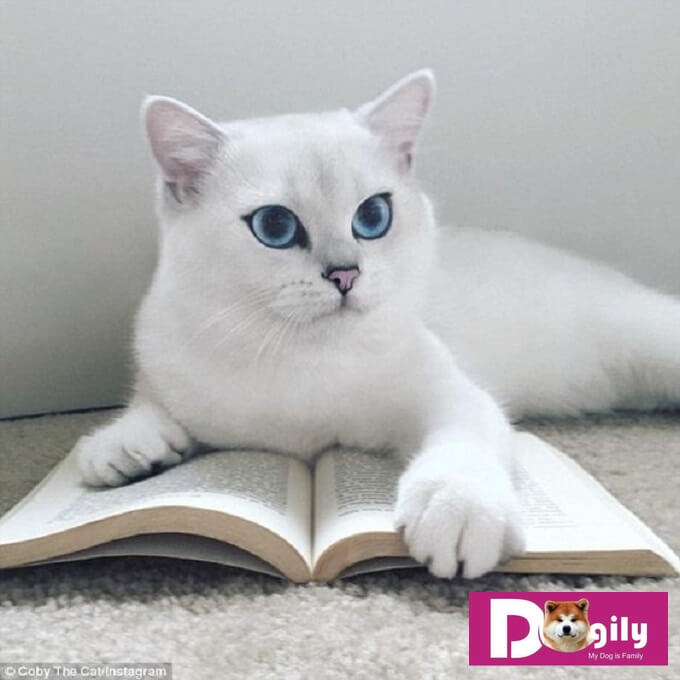 Một em mèo anh lông ngắn màu trắng. Nếu không được lau tuyến lệ thường xuyên. Mèo sẽ bị ố phần lông dưới mắt, đặc biệt lộ rõ với mèo ALN có màu lông trắng