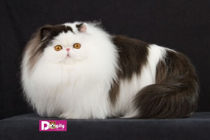 Mèo Ba Tư được nhập và Việt nam cách đây khoảng 10 năm. Với ngoại hình tuyệt đẹp và tính cách ngọt ngào. Mèo Ba tư đang là một trong những giống mèo được yêu thích nhất tại Việt Nam