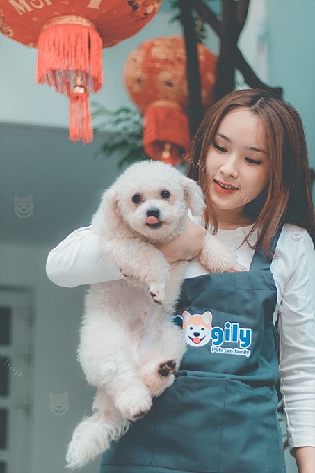 Một chú chó Bichon con được bán tại Dogily Petshop Ba Tháng Hai, quận 10, Sài Gòn.