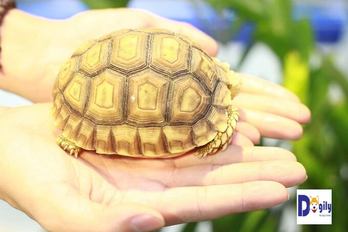 Bạn nên tìm mua rùa sulcata tortoise từ một người bán có uy tín.