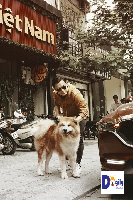 Anh Hai Lam Trường bên chú chó Akita long coat Songoku nhập khẩu từ châu Âu