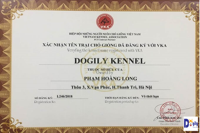 Giấy chứng nhận trại chó Akita Inu Dogily Kennels của Hiệp hội những người nuôi chó giống Việt Nam (VKA)