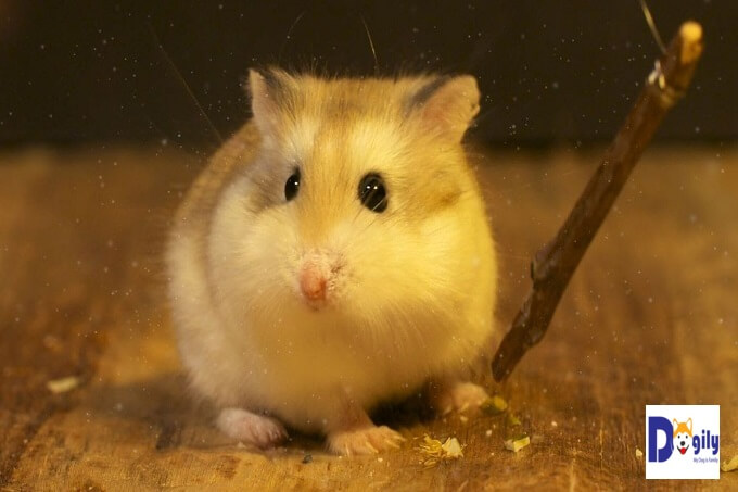 Chuột hamster có thân hình bụ bẫm và tương đối tròn trịa