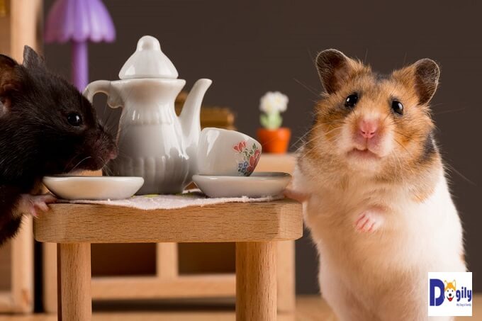 Bạn không nên cho chuột hamster ăn các thực phẩm chua, cay, đắng như cam, chanh, ớt, hành ngò gia vị, hay sô cô la, cà phê, cacao. Sẽ làm phá hủy hệ tiêu hóa của chúng