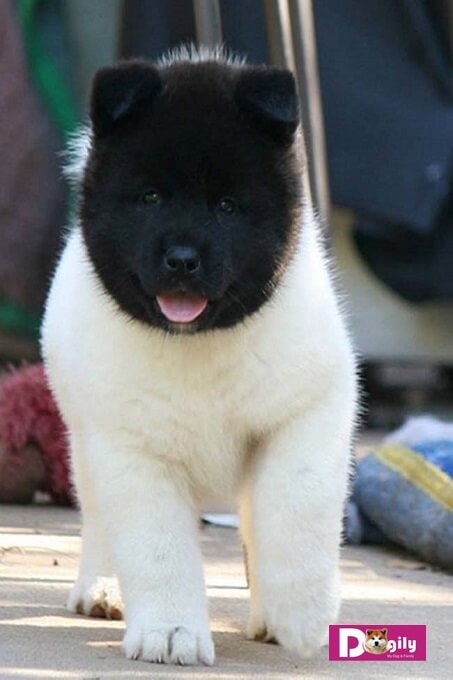 Hình ảnh một chú chó Akita Inu màu trắng với mặt khoang màu đen tuyền cực lạ và ngộ nghĩnh