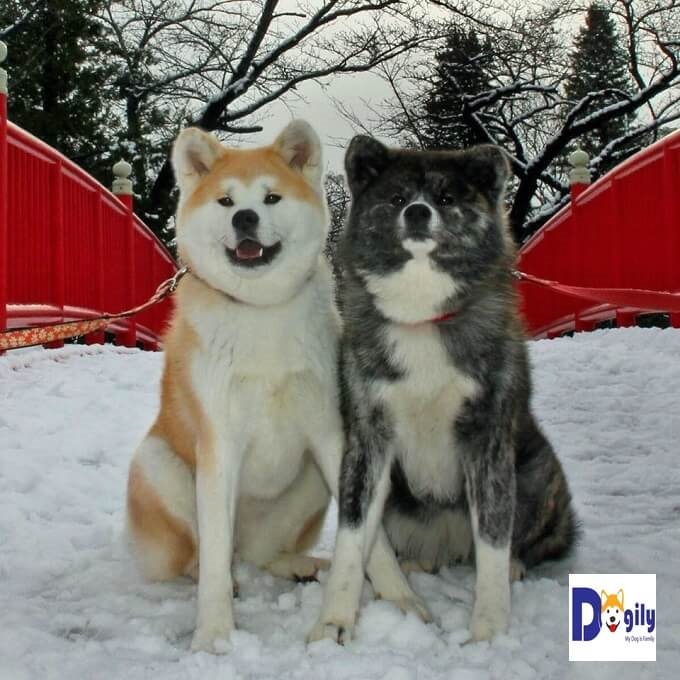 Chương trình Google street view với chó Akita Inu được thực hiện bởi hai nhân vật chính. Đó là chú chó AKo (màu vàng trắng bên trái) và Asuke (màu vện)