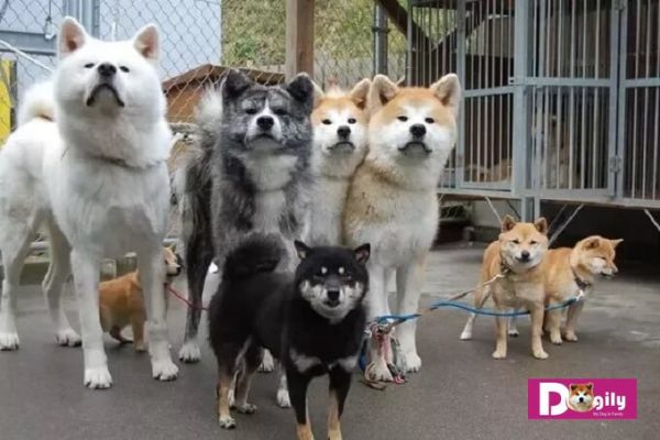Điểm giống và khác nhau giữa chó akita và shiba inu. Hình trên: Chó Akita có kích thước vượt trội so với chó Shiba Inu