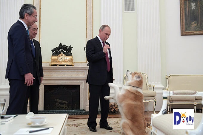 Tổng thống Nga Vladimir Pu Tin bên cô chó Akita Inu tên Yume (tiếng Nhật là giấc mơ) trong một buổi tiếp đoàn khách Nhật Bản