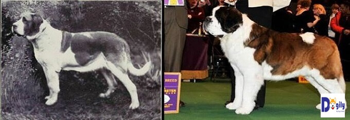 Chó Saint bernard có lẽ may mắn hơn cả. Sau 100 năm, chúng chỉ to lớn và nặng nề hơn. Chứ không bị ảnh hưởng quá nhiều từ những biến dạng về cơ thể.
