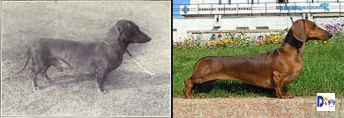 Hình ảnh chó lạp xưởng cách đây hơn 1 thế kỷ. Ngày nay, giống chó này có lưng quá dài, chân ngắn sát đây trông rất bất thường.