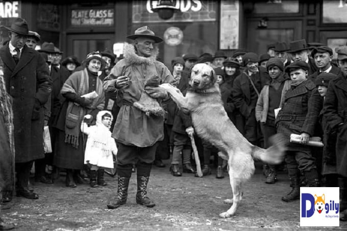 Hình ảnh nhà nhân giống Arthur Walden và một trong những chú chó Chinook đầu tiên của Ông