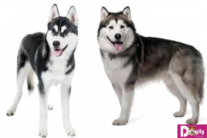 Chó husky và Alaska có gương mặt khác tương đồng nhưng cũng rất dễ nhận biết. Alaska thì có phần điềm đạm và nghiêm túc còn Husky thì lại khá “nhây”