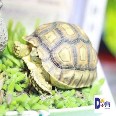 Rùa Sulcata tortoise đang bán tại Dogily Petshop Hà Nội và Tphcm.