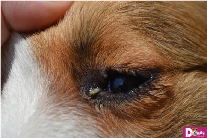 Khi chó bị đau mắt – Dấu hiệu của nhiều căn bệnh