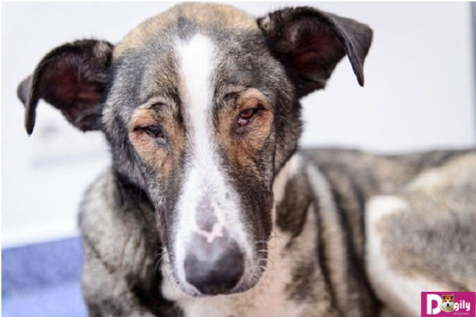 Cách phòng bệnh và đau mắt ở chó rất quan trọng để bảo vệ đôi mắt cho chúng