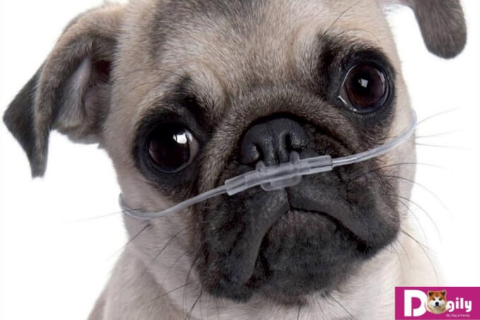 Các bệnh của chó Pug thường gặp chủ yếu do cấu trúc hộp sọ