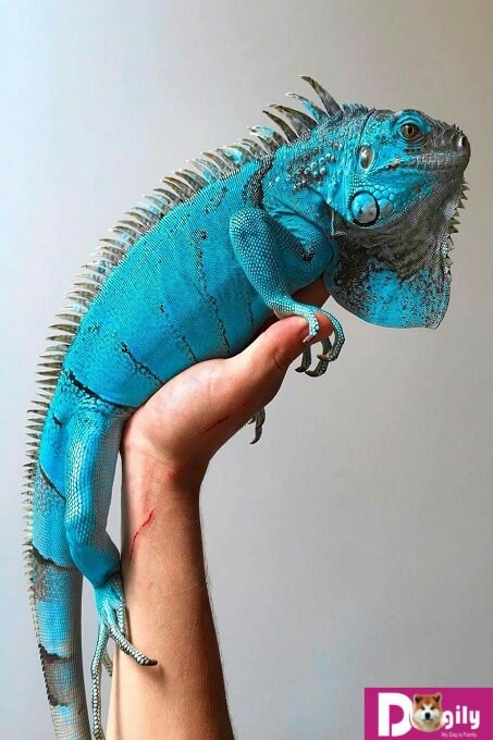Blue iguana cực hiếm tại Việt Nam. Nếu có, giá bán cũng gấp 5-6. Giá bán rồng Nam Mỹ xanh dương thường đắt gấp 5-6 lần so với red iguana. Hình trên 1 bé Blue Iguana tuyệt phẩm.
