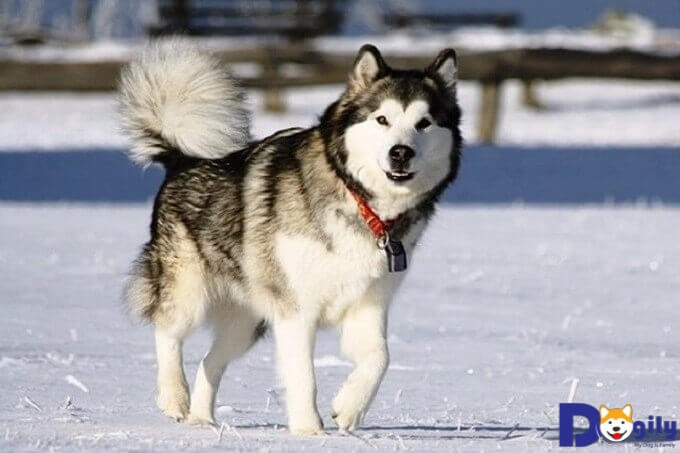 Chó Alaska Malamute Standard có kích thước nhỏ gọn hơn
