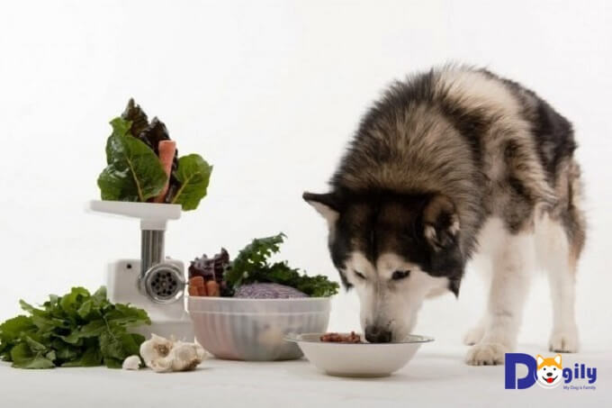 Chó Alaska ăn gì?