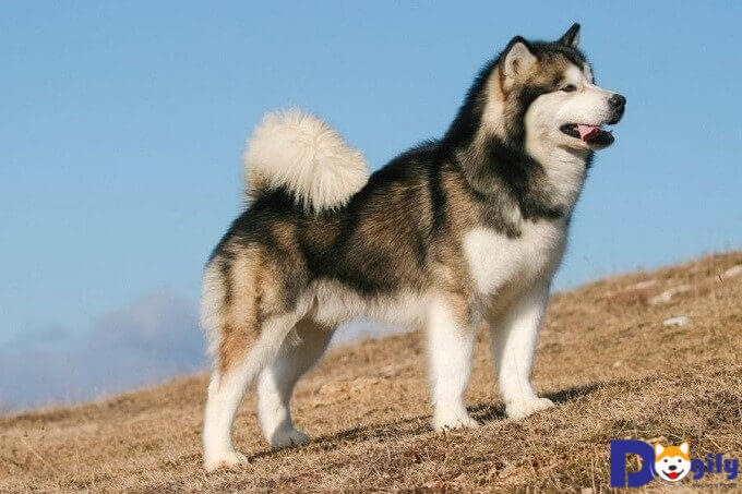 Giá cả của mỗi chú chó Alaska Malamute phụ thuộc một phần vào màu lông
