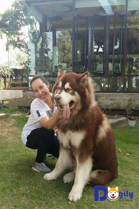 Giá chó Alaska Giant khổng lồ cao hơn dòng Standard. Do chó có kích cỡ lớn rất được ưa chuộng tại Việt Nam.