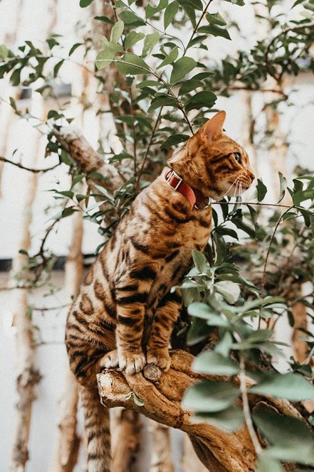 Tập tính mèo Bengal tương đối khác biệt. Tuy nhiên, trái với vẻ ngoài hoang dã. Là một em mèo cực kỳ ngọt ngào và tình cảm.