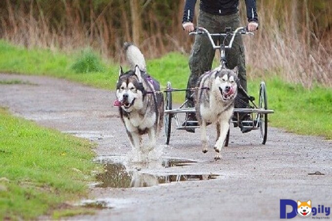 Huấn luyện chó Alaska bằng cách cho chúng kéo xe