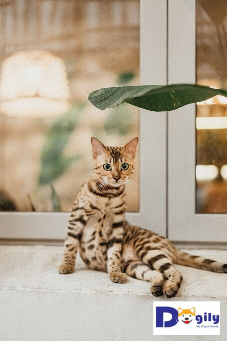 Hình ảnh một chú mèo Bengal con 4 tháng tuổi khi  mới về Dogily Cattery. Sống chung cùng gia đình trong phòng ngủ, phòng khách và mọi nơi chú có thể tiếp cận đến.