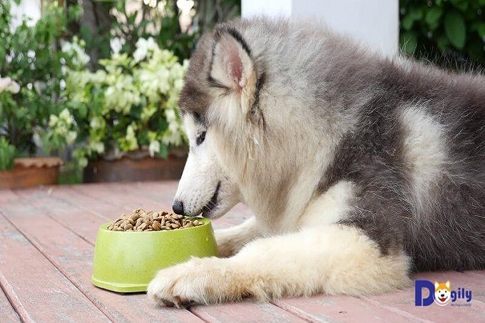 Thức ăn khô chế biến sẵn dùng cho chó Alaska dạng hạt