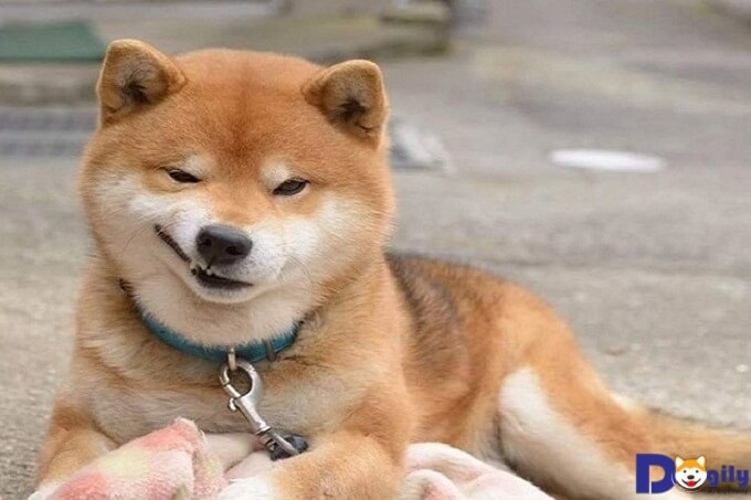 Chó Shiba Inu có lẽ là giống chó duy nhất trên thế giới có khả năng biểu hiện cảm xúc trên gương mặt. Trong hình, một chú chó Shiba Inu đang nhếch mép nhìn rất "dễ ghét".