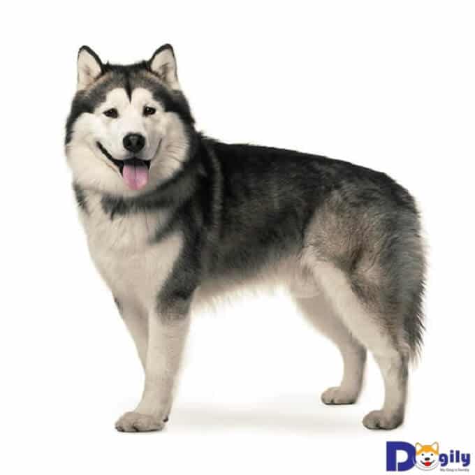 Việc nhân biết chó husky thuần chủng không mấy khó khăn. Do giống chó này có những đặc điểm rất khác biệt về ngoại hình.