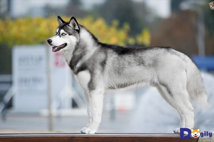 Bạn nên lựa chọn mua những chú chó Husky thuần chủng có sức khỏe tốt. Nhanh nhẹn và hoạt bát.