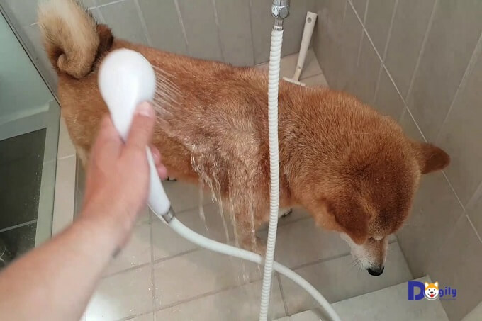 Không nên tắm cho chó Shiba inu quá lâu. Chó có thể bị viêm phổi hoặc cảm lạnh.