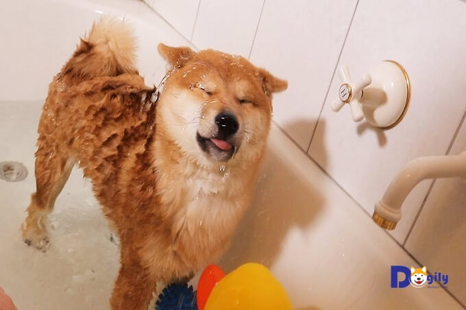 Tắm cho chó Shia inu đúng cách sẽ giúp cho cún cưng của bạn luôn khỏe mạnh, thơm tho và sạch sẽ.