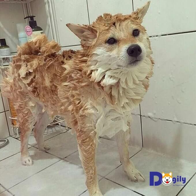 Bạn cần cân nhắc thời điểm tắm cho chó shiba. Không phải lúc nào cũng có thể đem cún cưng của mình ra tắm nha