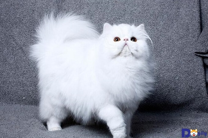 Mèo Ba Tư là một trong những giống mèo trắng đẹp tinh khôi