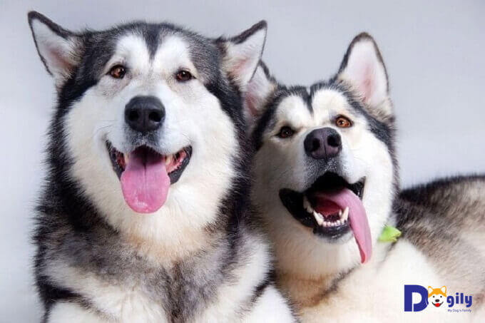 Cặp đôi Husky ngáo cute với "nụ cười toả nắng" đặc trưng của giống chó này