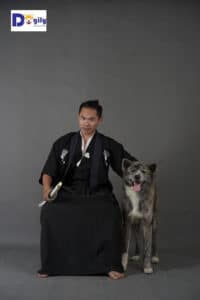Một chú chó Akita màu vện của - Dogily Petshop.
