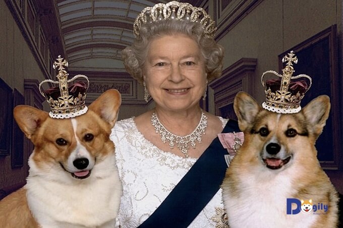 Nữ hoàng Anh Elizabeth II bên những chú chó Corgi yêu quý của bà.