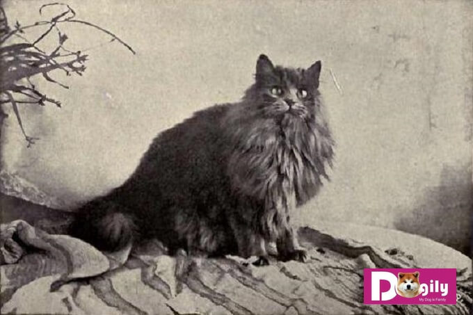 Một trong những chú mèo Ba Tư xám đầu tiên trên thế giới được ghi nhận là tổ tiên của giống mèo Ba Tư ngày nay.