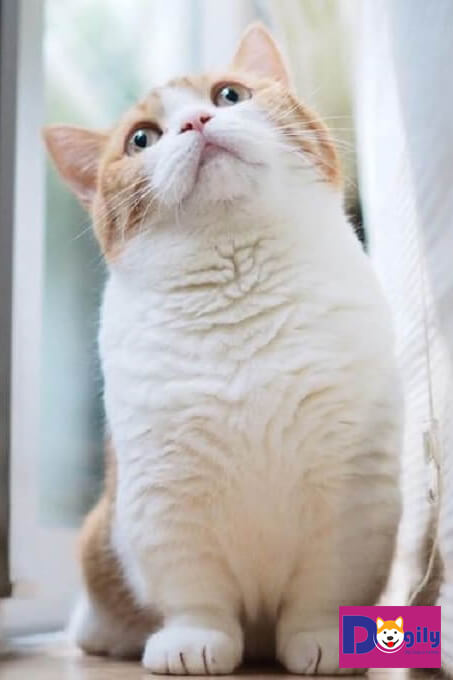 Mèo Munchkin chân ngắn giá bao nhiêu - Petsily - Mua Bán Chó Mèo Cảnh