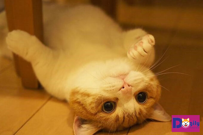Mèo Munchkin chân ngắn vô cùng đáng yêu và dễ thương