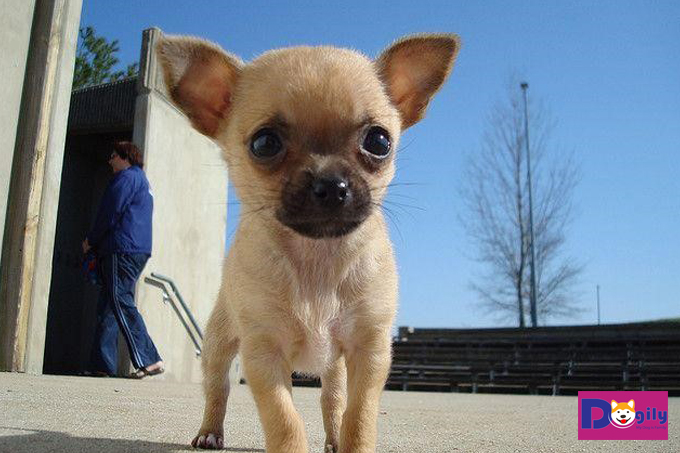 Những chú chó Teacup Chihuahua thường rất hiếu động và tò mò