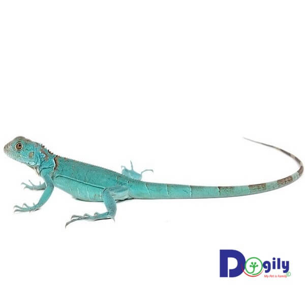 Hiện nay chúng tôi có bán và nhân order rồng Nam Mỹ blue Iguana tại các cửa hàng của Dogily Petshop.