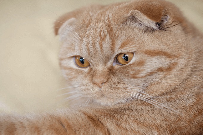 Mèo tai cụp Scottish Fold thể hiện tính cách như thế nào?