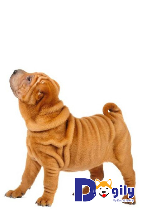 Chó Shar Pei hay còn được với tên tiếng Hán là chó Sa Bì