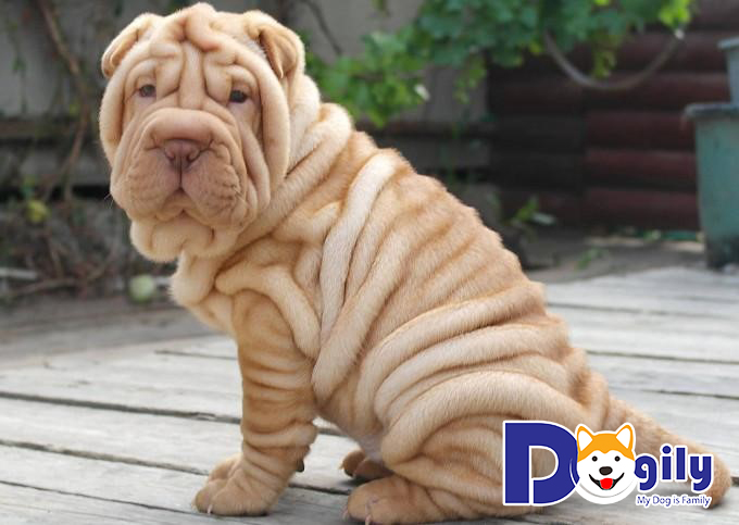 Chó Shar Pei trưởng thành giống đực thường có cân nặng từ 16 đến 29 kg